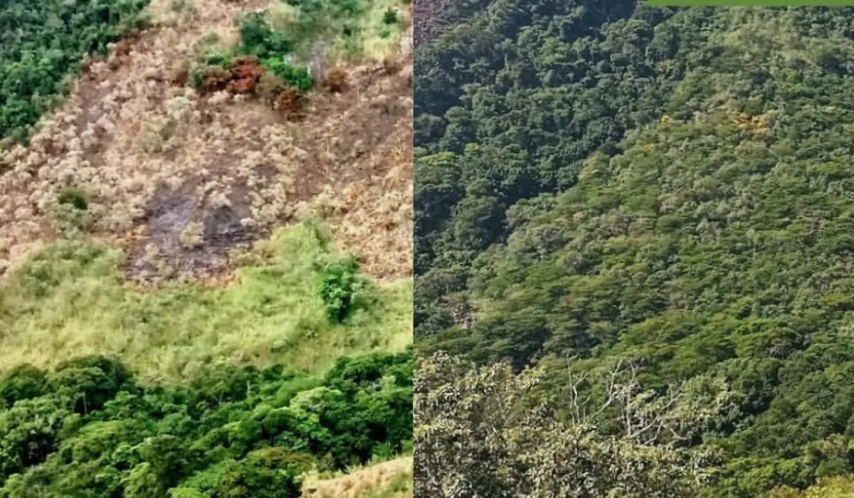 Professor do PPG Geoquímica participa de projeto de reflorestamento em destaque na mídia